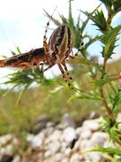 Und bugsiert es unter Blätter, Otok Vir 06/2014