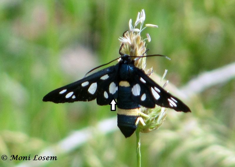 Datei:Amata marjana Stauder, 1913 Vir 120520 233.jpg