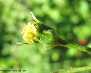 Bidens subalternans DeCandolle, 1836 – Rio-Grande-Zweizahn, izmjenični dvozub. Fundort: Zadar 09/2013, Invasive Pflanze