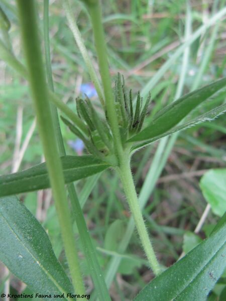 Datei:Buglossoides purpurocaerulea (L.) Johnston, 1954 Zad 140424 2492.jpg