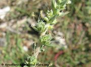 Montpellier-Kampferkraut, primorska kafranka. Fundort: Vrsi 08/2015, Heilpflanze, Essbare Pflanze