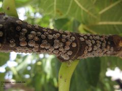 Adulte auf einem Ast von Auf Ficus carica Linné, 1753 - Echte Feige, obična smokva, Vir 09/2011