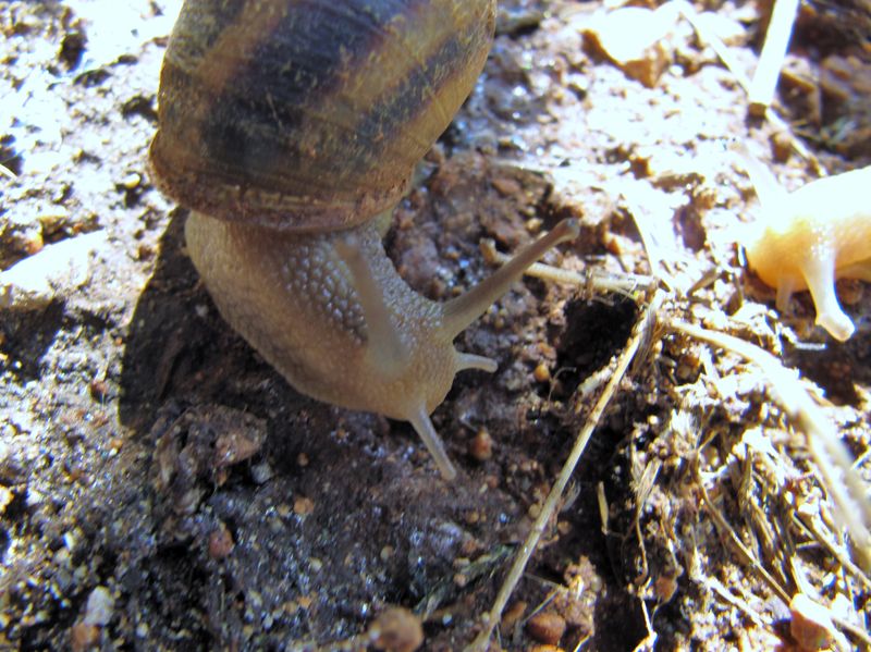 Datei:CornAsp Vir 120915 2611.jpg