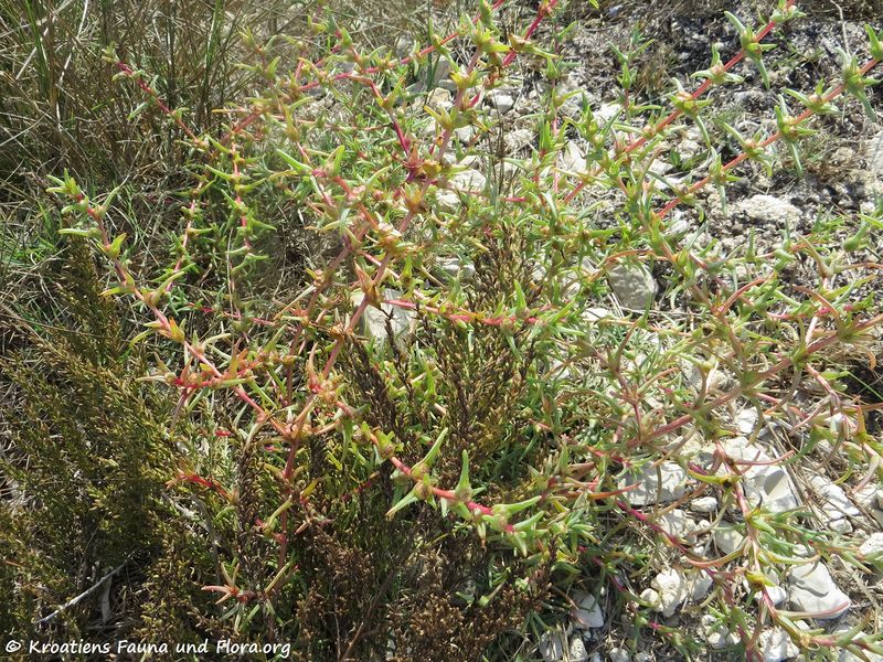 Datei:Salsola kali Linné, 1753 Vir 181019 15393.jpg