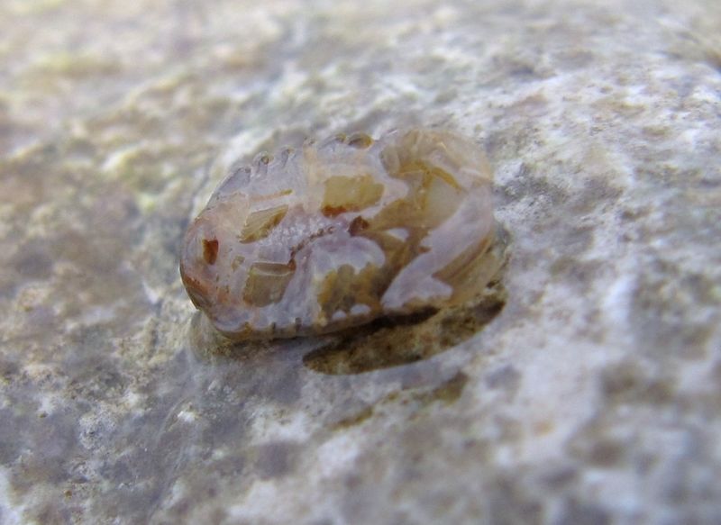 Datei:Sphaeroma serratum Fabricius, 1787 Vir 140507 3004 d.jpg