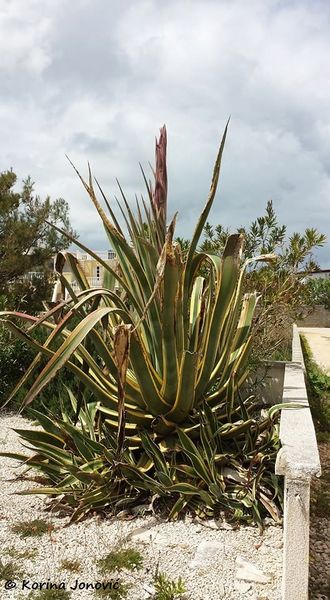 Datei:170505 Agave Blüte von Korina Jonovic 2.jpg