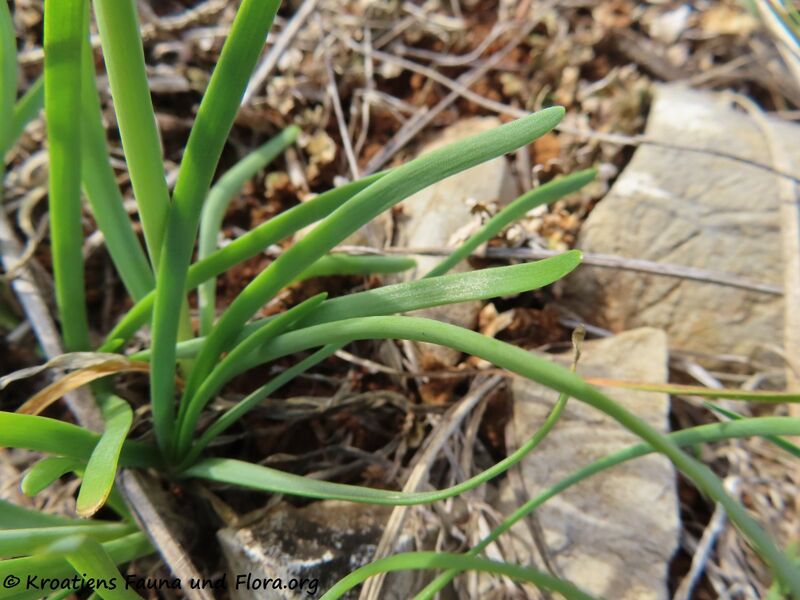 Datei:Allium incensiodorum Radić, 1994 Vir 201002 1386.JPG
