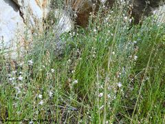 Rudelić Draga 03/2014