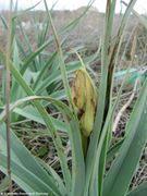 Knospen, Vir 03/2013