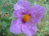 CistusIncan ssp. erio Zad 140424 2499.jpg