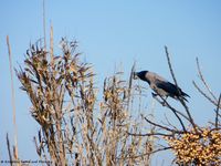 Corvus cornix Linné, 1758 Vir 180308 11123 txt.jpg