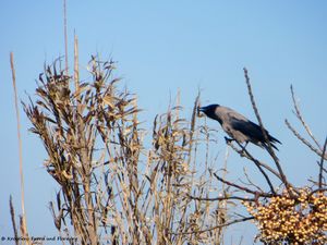 Corvus cornix Linné, 1758 Vir 180308 11123 txt.jpg