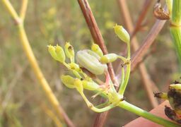 Lasioptera foeniculi Dorchin & Freidberg, 2011 Sab 230918 4195.JPG