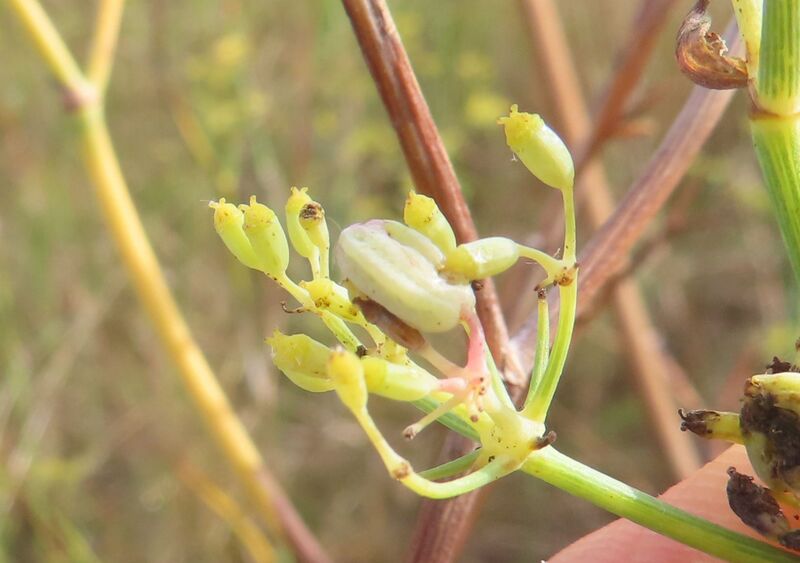 Datei:Lasioptera foeniculi Dorchin & Freidberg, 2011 Sab 230918 4195.JPG
