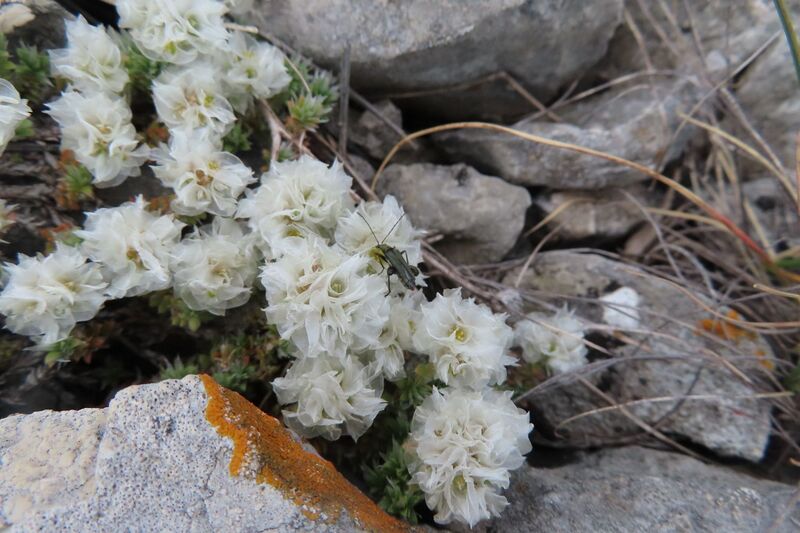 Datei:Paronychia kapela (Hacq.) A. Kerner, 1869 Vrsi 250518 8649.JPG