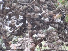 Alte Zapfen bleiben hängen, Otok Vir 06/2011