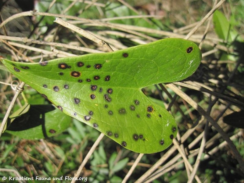 Datei:Smilax aspera Linné, 1753 Vir mit Potyvirus 110626 9.jpg