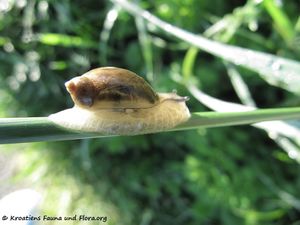 Succinea putris Linné, 1758 TH 130521 2036.jpg