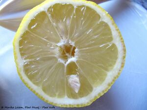 Zitrone 2 110521 k.jpg
