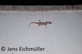 © Jens Eichmüller, Otok Pag 04/2020