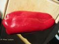 Reifer, roter Paprika – Blockpaprika, Vir 09/2015