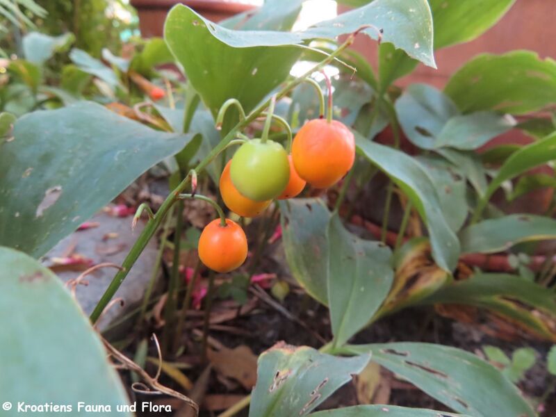 Datei:Convallaria majalis Linné, 1753 WFlo 230820 4513.JPG