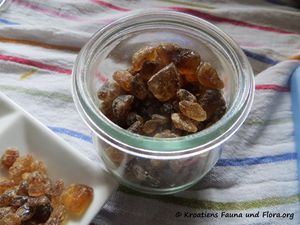 Kandis braun 200202 163 k.jpg