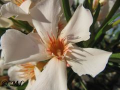 Nerium oleander 'Album' Otok Vir 06/2011