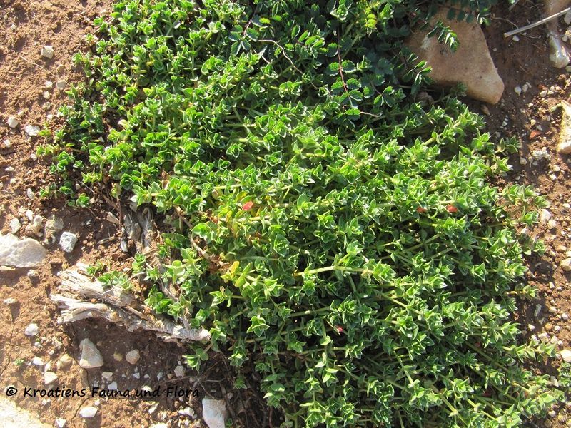 Datei:AnaArv Vir 130404 0757.jpg