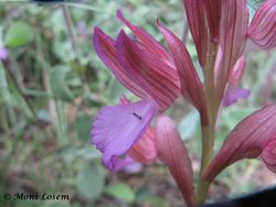 Anacamptis papilionacea (L.) R. M. Bateman, Pridgeon & M. W. Chase, 1997 Zad 140424 2487.jpg