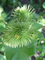 Arctium lappa Linné, 1753 - Große Klette, veliki čičak. Fundort: Bayern, Regensburg 07/2012, Heilpflanze, Essbare Pflanze