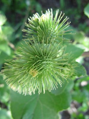 Arct lapp R Zent 120709 279 R Zent.jpg