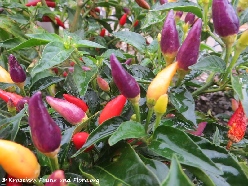 Datei:Capsicum annuum Linné, 1753 Liš 191031 2047.JPG