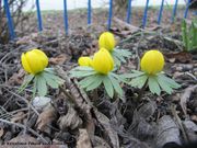 Eranthis hyemalis Salisbury, 1807 - Winterling, rana ozimica. Fundort: Bayern, Heselbach 02/2014, Giftpflanze , Zierpflanze, Gefährdete Pflanze