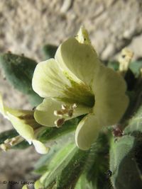 HyoAlb Raž 120610 1145.jpg