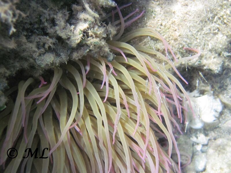 Datei:UNO World Oceans Day 4.jpg