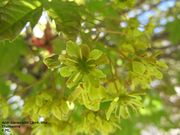 Spitz-Ahorn - javor mliječ