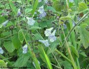 Stein-Quendel, kamenjarska gorska metvica. Fundort: Zagreb 09/2013
