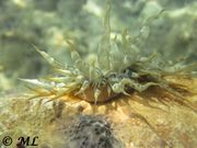 Aiptasia mutabilis Gravenhorst, 1831 – Wachsrose, staklena moruzgva. Fundort: Vir Gefährdetes Tier, Meerestier