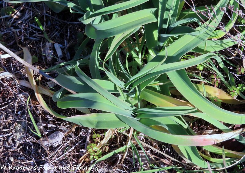 Datei:Allium ampeloprasum Linné, 1753 Vir 220201 2252.JPG