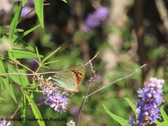 ♂, Vrana See 07/2020