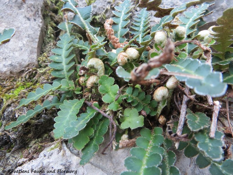 Datei:Asplenium ceterach Linné, 1758 SkrBuk 180328 11777.JPG