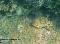 Auf dem steinigen Meeresboden, Vir 09/2011