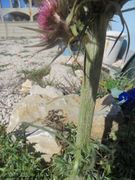 CardNu Stä Vir180308 11115.jpg