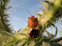 Auf Carduus nutans Linné, 1753, Vir 04/2013