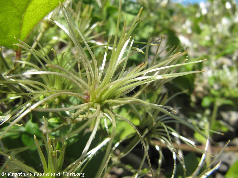 Datei:ClematFlamm Fru1 Vir 110625 92.jpg