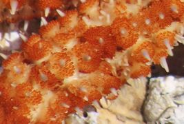 Pedicellarien, Murter 01/2019