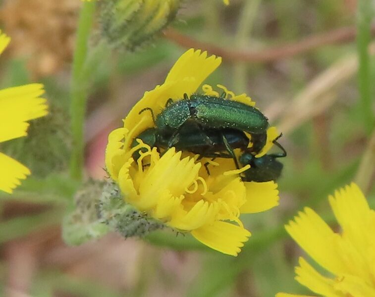 Datei:Psilothrix viridicoerulea Geoffroy, 1785 Vir 240514 7923 DD.JPG