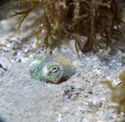 Sepiola rondeletii Leach, 1817 – Zwerg-Sepia, patuljasti bobić. Fundort: Bibinje 01/2021, © Đani Iglić