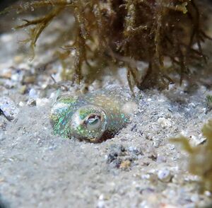 210116 Sepiola rondeleti Lebens.jpg